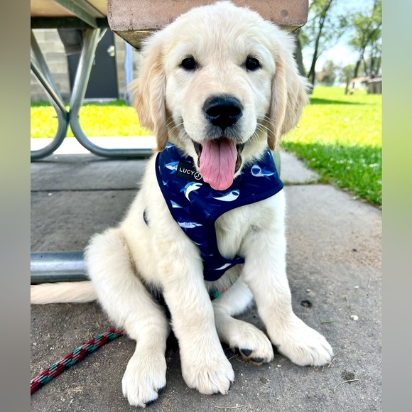 🦮 Lucy & Co. Ocean Wave/Shark Reversible Harness - Picture 1 of 6